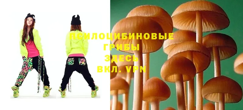 Псилоцибиновые грибы Psilocybe  Аткарск 